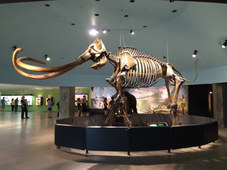 A Columbian mammoth skeleton, dating to the last Ice Age, is on display in the La Brea Tar Pits Museum.
