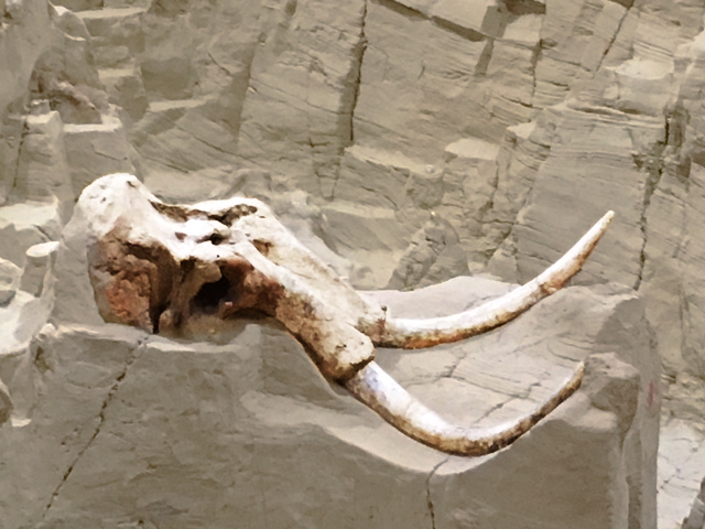 STEM: Skull with tusks lie in pit.