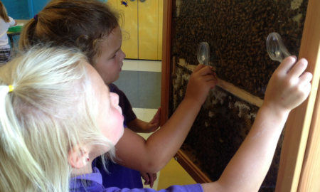 educational bee hive grants; two young girls studying beehive