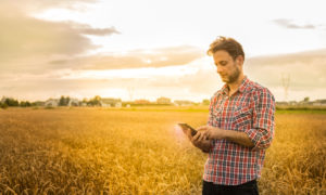 4-H: Man in plaid shirt working on tablet in front of wheat field.