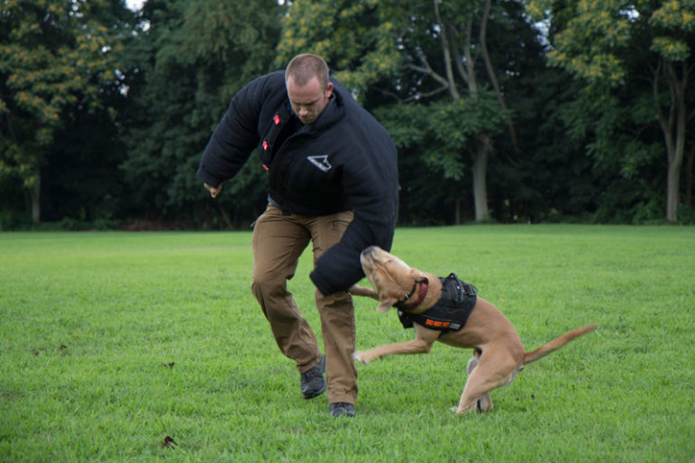 dog training: Dog bites sleeve of man in padded jacket running alongside him outdoors