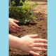 NH PreK-12 environmental education and action grants; kids' hands planting plants in soil