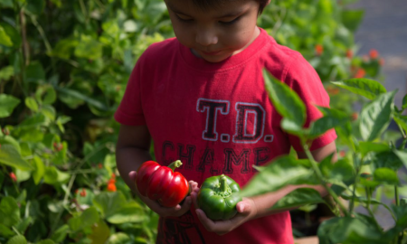state of childhood obesity report; young child picking tomatoes