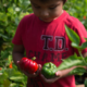 state of childhood obesity report; young child picking tomatoes