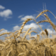 Kansas Health nonprofit response and recovery grants; picture of wheat field with blue sky