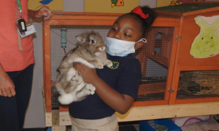 Atlanta school: Little girl wearing mask holds rabbit near cage. Partially seen adult stands to left of her.