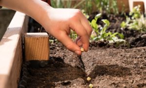 classroom educational garden grants; close up kids hand planting seed in soil