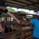 American Exchange Project: two young people fist-bumping eachother on farm