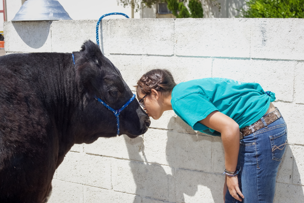 Afterschool funding" Teen girl with dark hair in bun wearing turquoise t-shirt & jenas leans over to kiss the muzzle of a black steer.