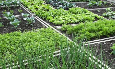 Iowa/South Dakota community and healthy food access grants: community gardening plots