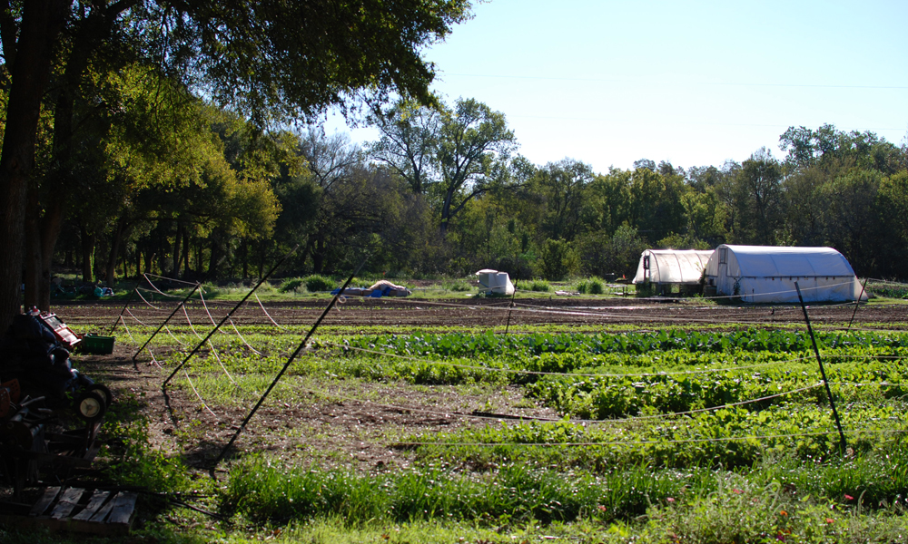 A farm field with two white hoop houses is bordered by trees