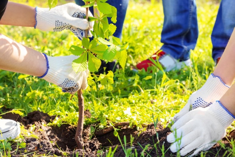 Latino activism on climate change: hands in gloves planting a tree