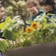 youth pollinator garden support grants: group of young boys planting sunflowers and smiling