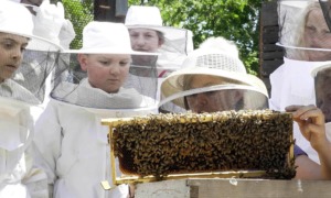 K-12 educational youth bee hive project grants: group of kids in bee suits looking at bees in hive