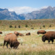 Wyoming social studies: Herd of brown bison graze in grassy field with mountains in the background