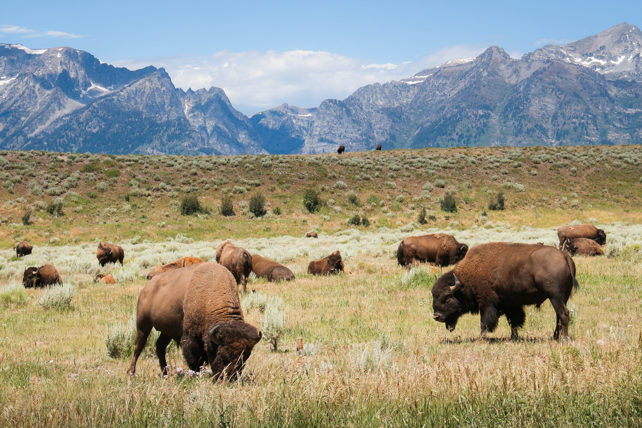 Wyoming social studies: Herd of brown bison graze in grassy field with mountains in the background