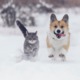 pup and cat in snow