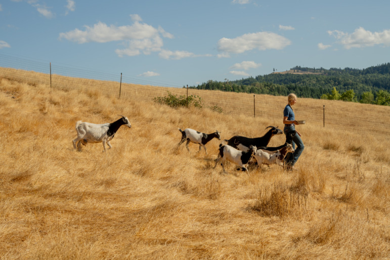 Goats - a person with blonde hair carrying a metal pan is followed by five goats