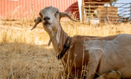 Goats - a tan and white goat wearing a collar