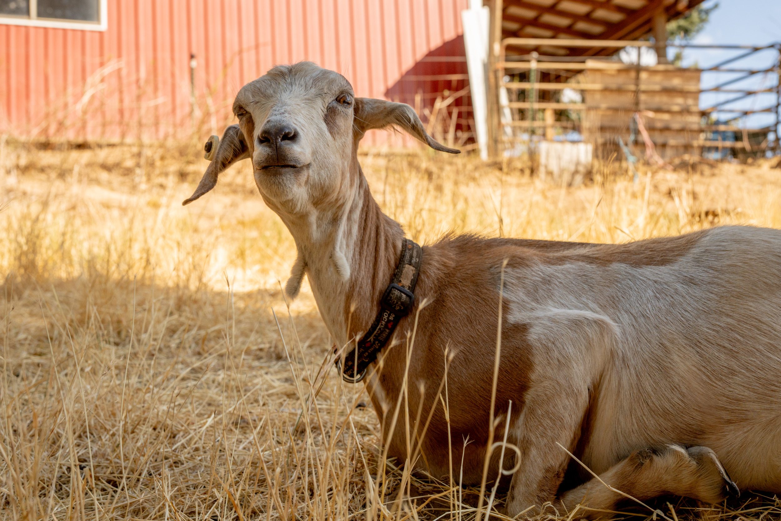 Goats - a tan and white goat wearing a collar