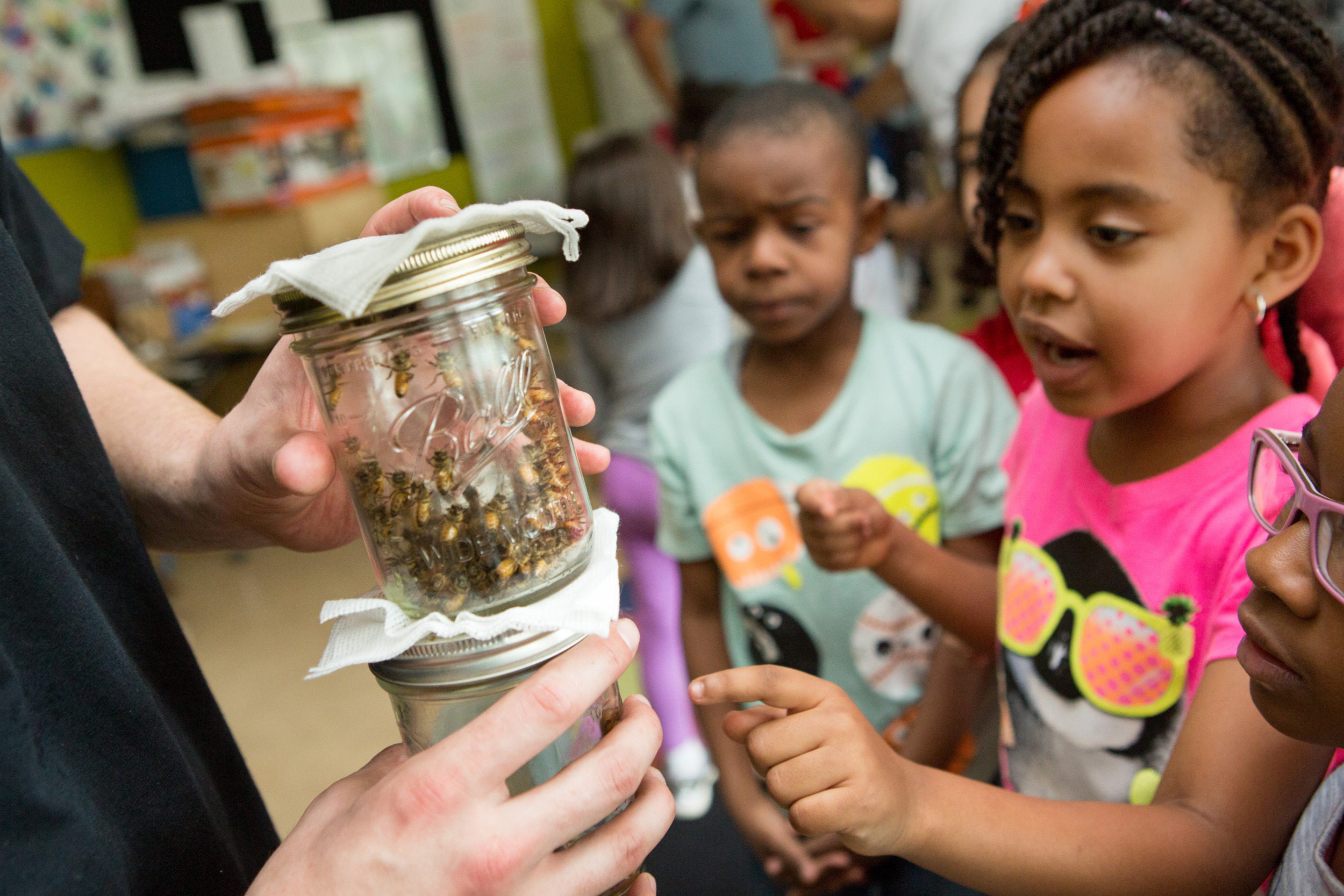 Science and Reading: Closeup of young black girl and boy staring closely at two glass jars full of bees held by adult.