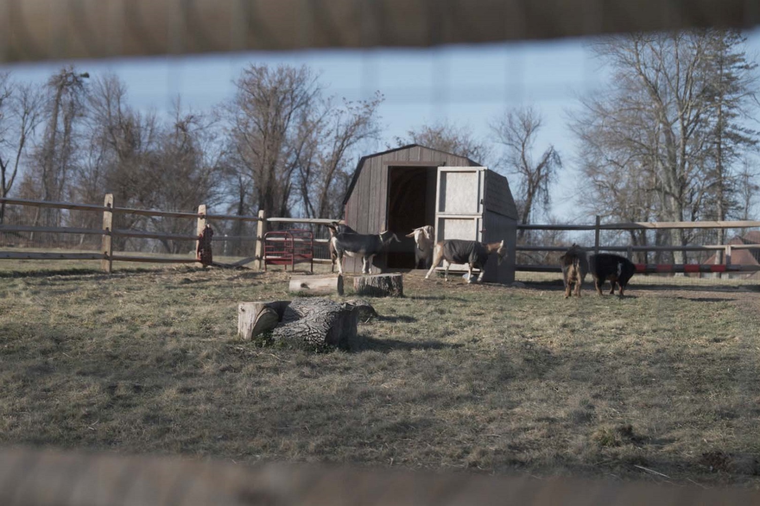 Illinois school districts sent kids to for-profit out-of-state facility: view of a farm with goats in a fenced-in enclosure