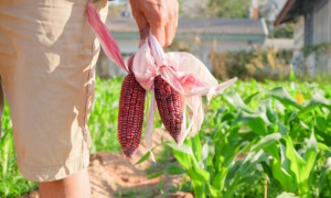 Native American agriculture: Close-up of ears of red corn with pink silk in hand of farmer standing in row crop of short green plants
