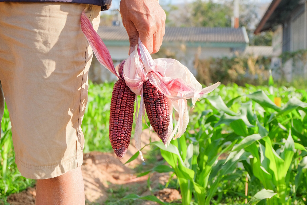 Native American agriculture: Close-up of ears of red corn with pink silk in hand of farmer standing in row crop of short green plants