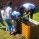 Student farmers' market: Jeromy-Payne and students in school learning garden working with plants in a raised container garden bed