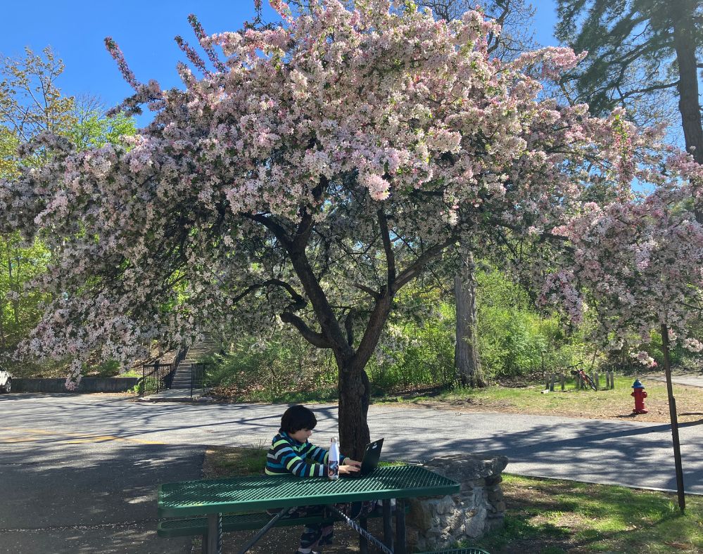 Competency-based innovative high school: Young, dark-haired teen sits working on laptop at picnic table in a grassy area under a large tree covered in white and pink blossoms.