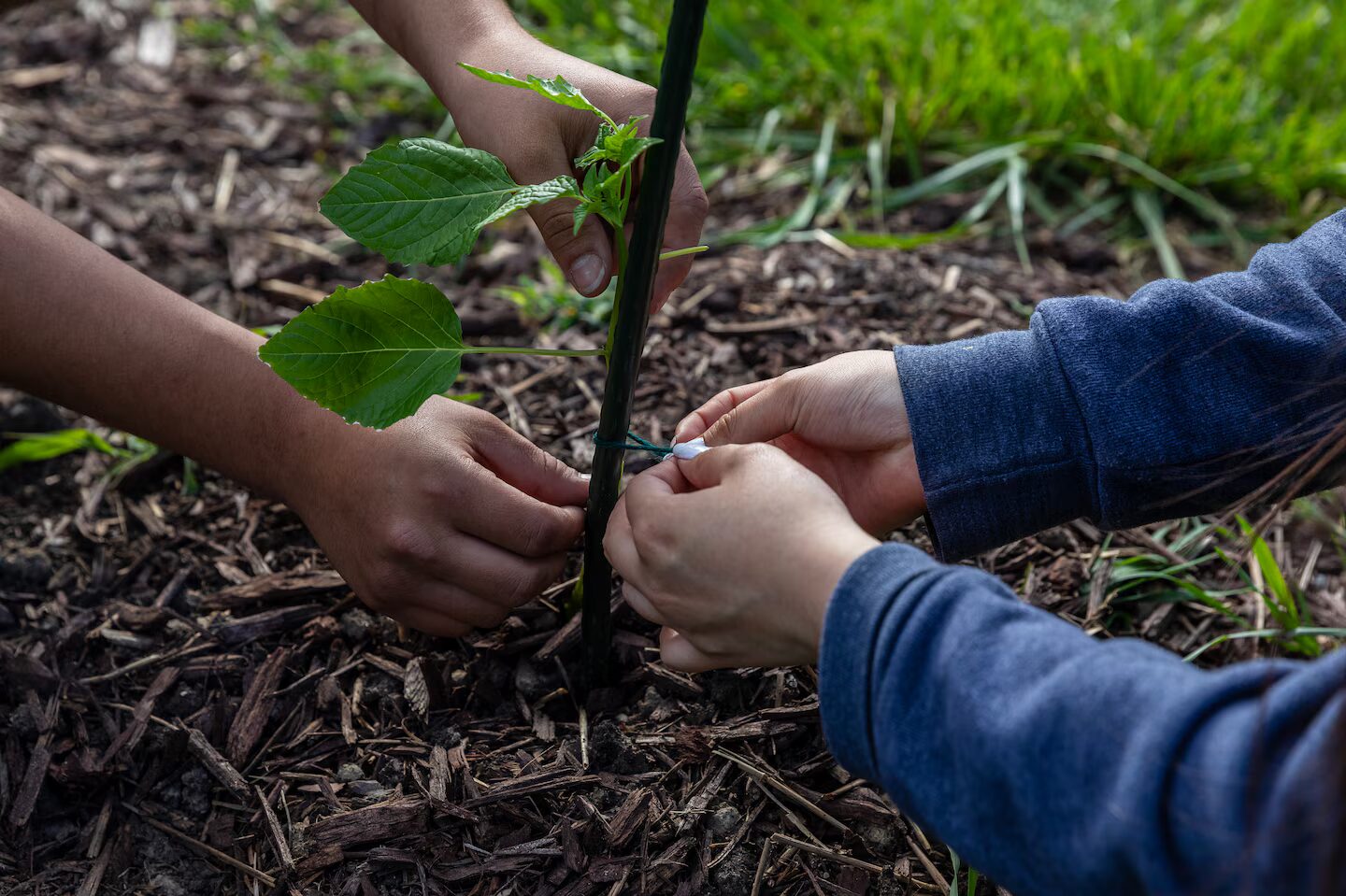 High school drop-out: Closeup of two pair of hands gently lalnting a small vine around a stale in dark soil