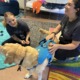 The healing power of camp_Trauma-informed adventures for kids in foster care: two young female campers play with dog