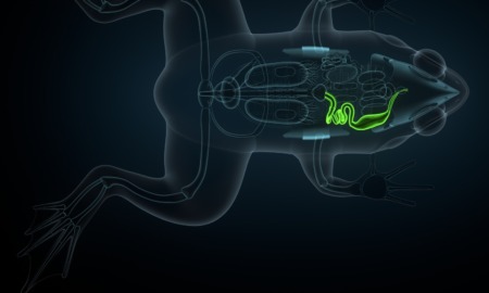 Grants for educators to fund humane alternatives for classroom animal dissection projects, science education: 3d computer model of frog anatomy