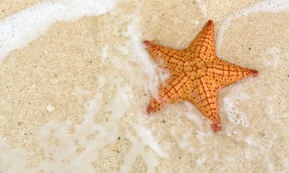 What the Starfish Story reveals about child welfare-especially in April_feature: a view looking down at starfish on sand with ocean water around it