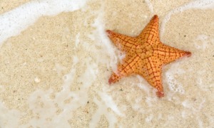 What the Starfish Story reveals about child welfare-especially in April_feature: a view looking down at starfish on sand with ocean water around it