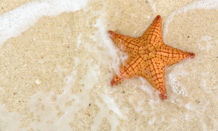 What the Starfish Story reveals about child welfare-especially in April_feature: a view looking down at starfish on sand with ocean water around it