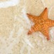 What the Starfish Story reveals about child welfare-especially in April_feature: a view looking down at starfish on sand with ocean water around it