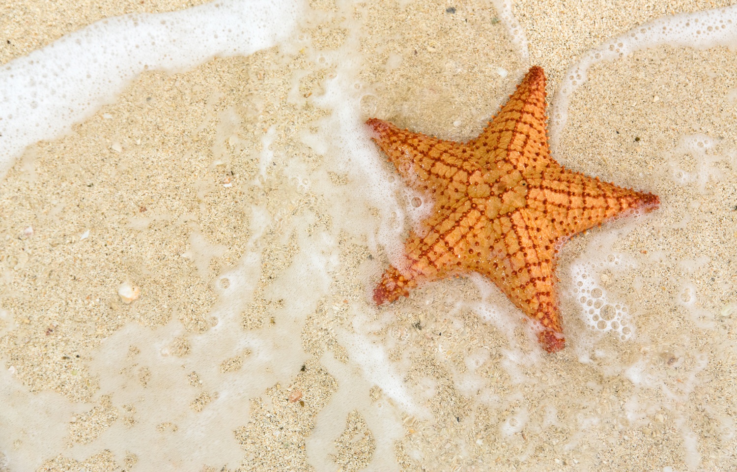What the Starfish Story reveals about child welfare-especially in April_feature: a view looking down at starfish on sand with ocean water around it
