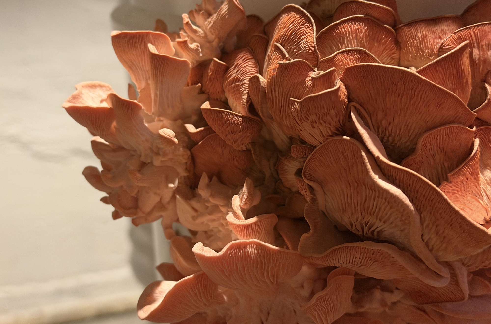 People want to help youth who are brave enough to be different_pink oyster mushrooms: close-up view of mushrooms